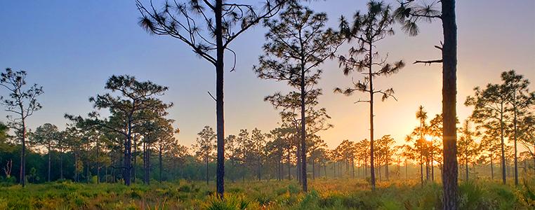 Shell Creek Preserve Sunrise